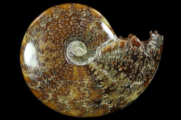 Polished, Agatized Ammonite (Cleoniceras) - Madagascar #78354